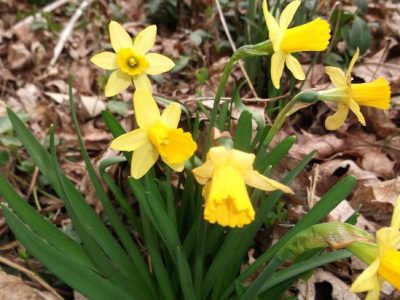 Has Spring Really Sprung? Image